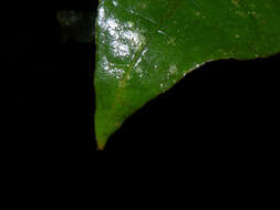 Plancia ëd Psychotria solitudinum Standl.