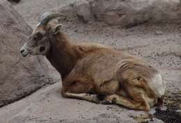 Image of Ovis canadensis canadensis Shaw 1804