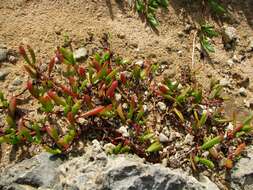 Image of sea purslane