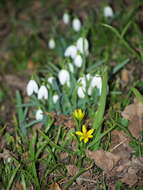 Image of yellow star of Bethlehem