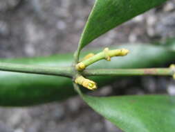 Image of Mistletoe