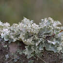 Image of parmotrema lichen