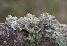 Image of Ruffle lichens