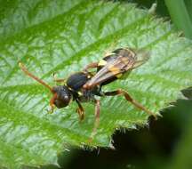 Image of Nomada marshamella (Kirby 1802)