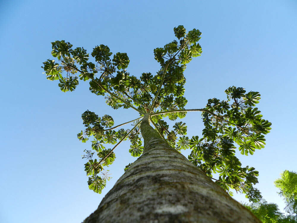 Image of trumpet tree