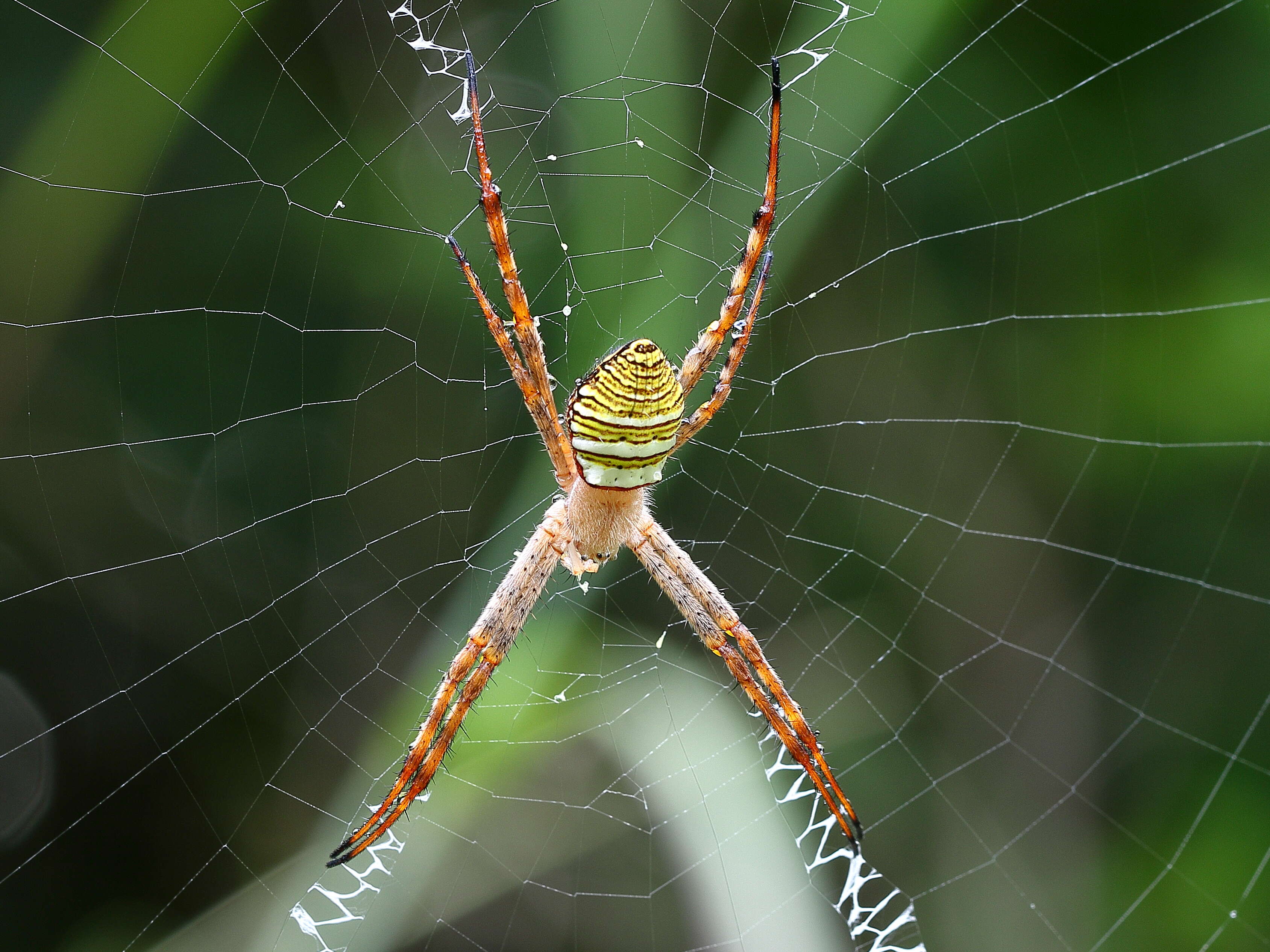 Image of Argiope magnifica L. Koch 1871