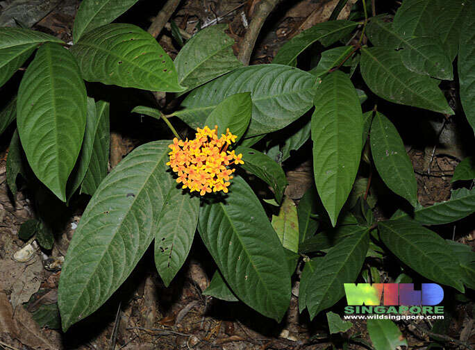 Image of ixora