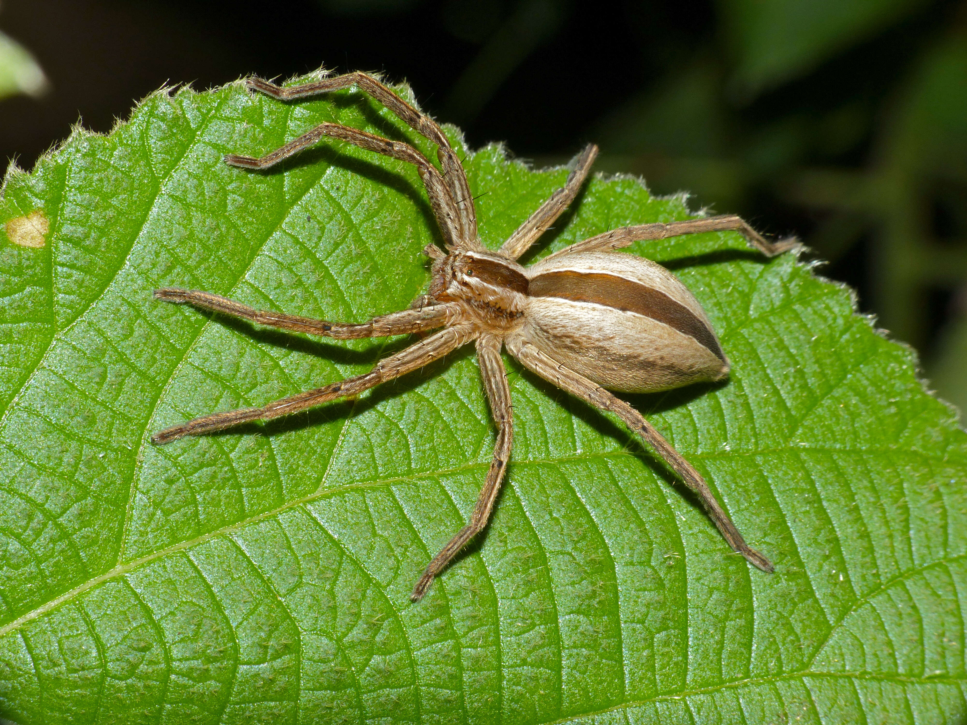 Image of Pseudomicrommata