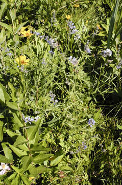 Imagem de Psoralea tenuiflora Pursh