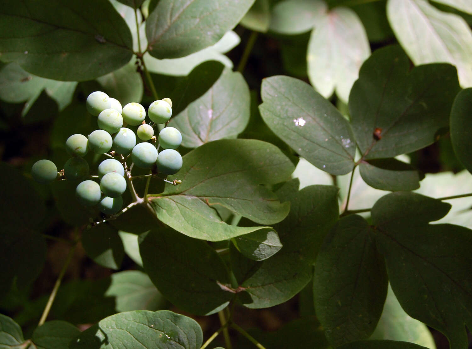 Image of blue cohosh