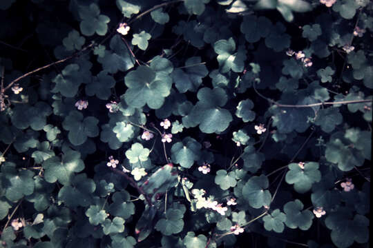 Image of Ivy-leaved Toadflax