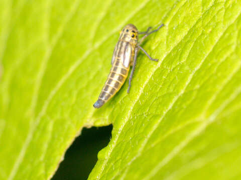 Image of Cicadella viridis (Linnaeus 1758)