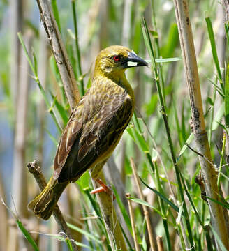 Image of Village Weaver