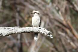 Image of Kookaburra