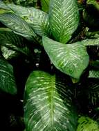 Image of dieffenbachia