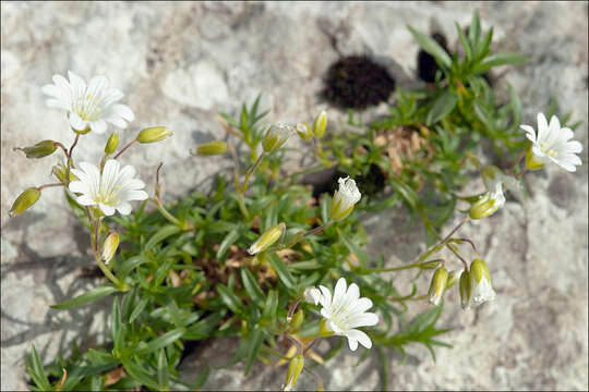 Image of Cerastium carinthiacum Vest