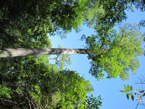 Image of bald cypress