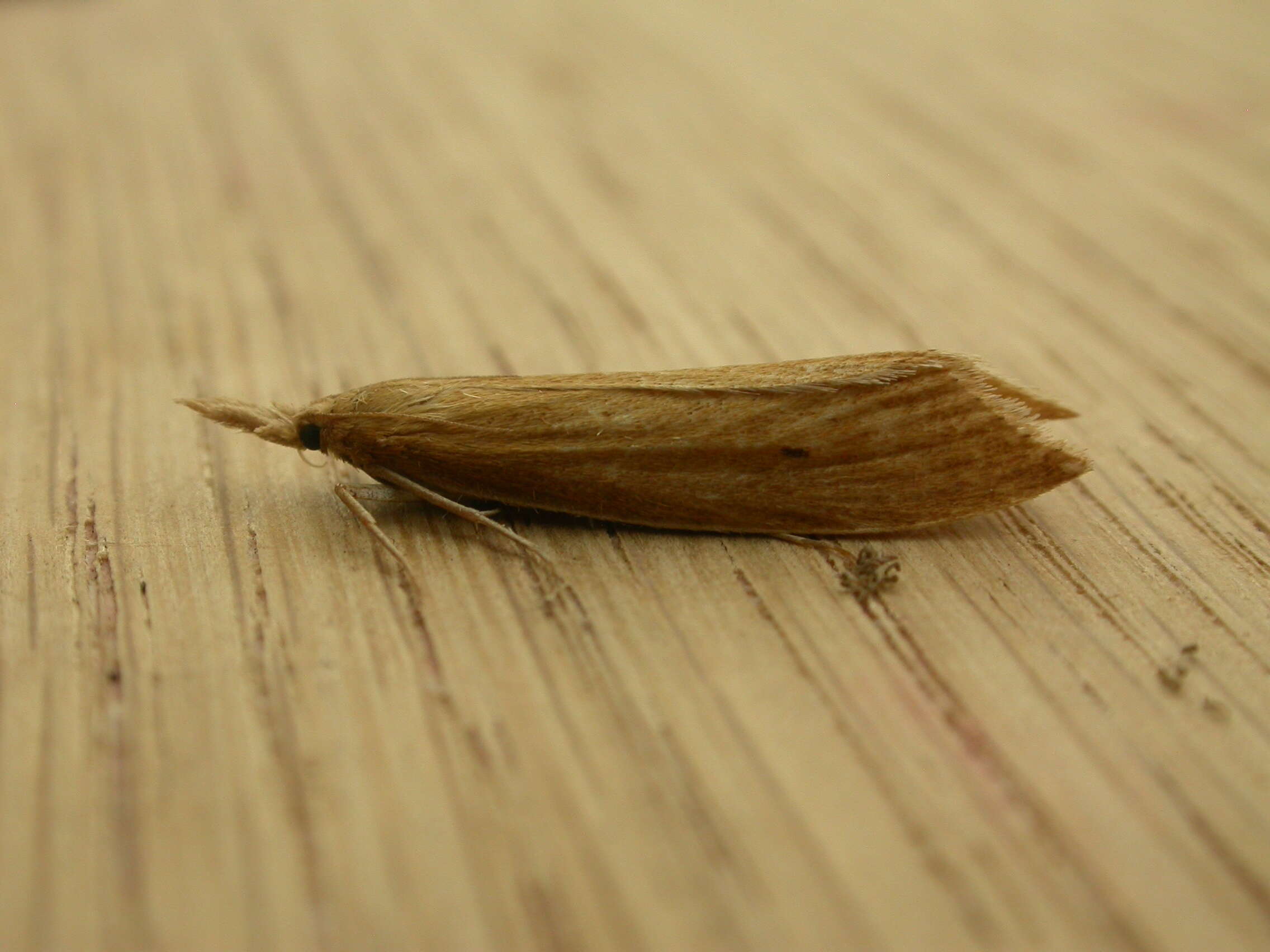 Sivun Insecta kuva