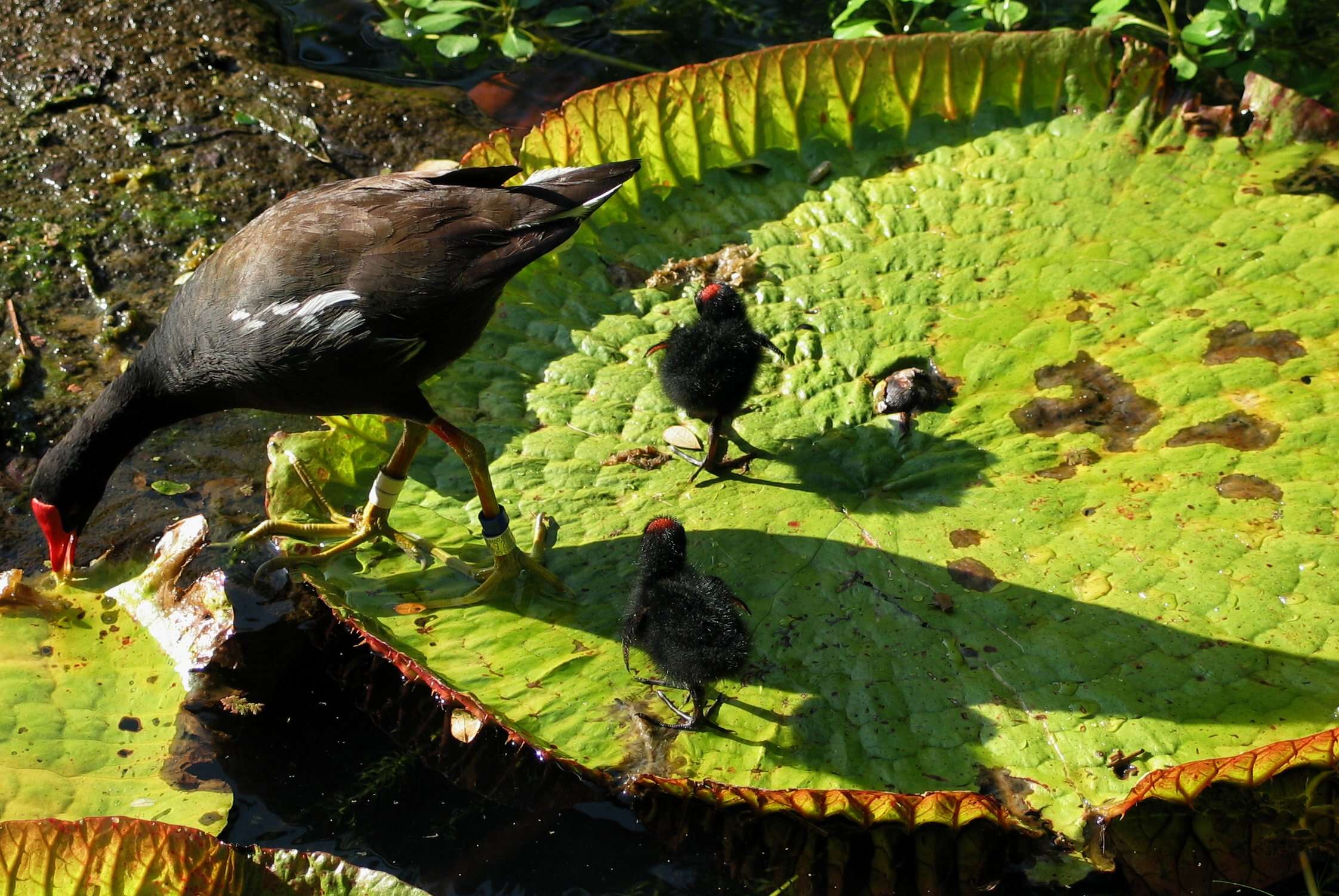 Image of Common Moorhen