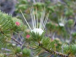 Image of Darwinia fascicularis Rudge