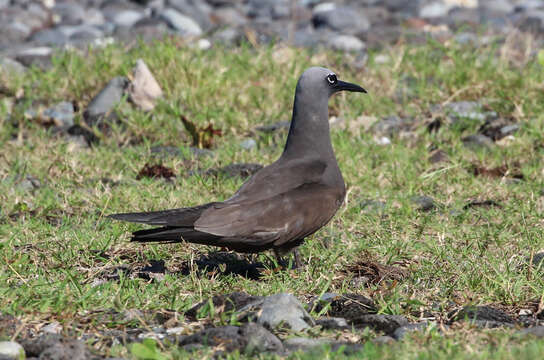 Anous stolidus pileatus (Scopoli 1786)的圖片