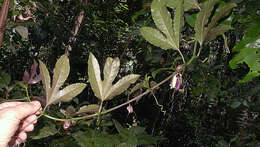 Image de Passiflora cacao Bernacci & M. M. Souza