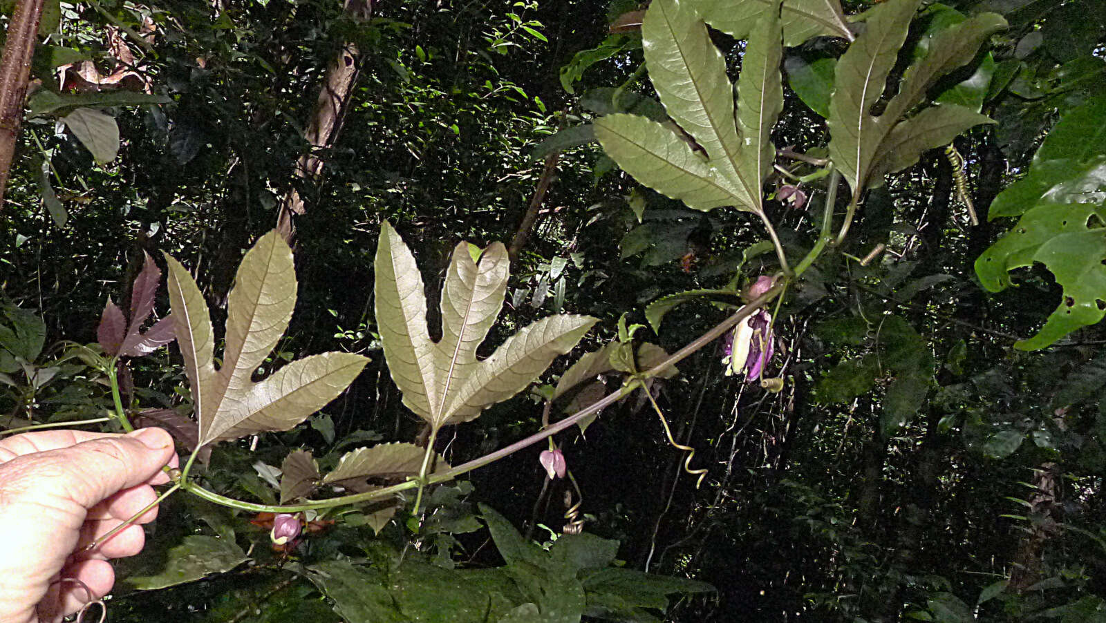 Image of Passiflora cacao Bernacci & M. M. Souza