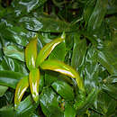 Image of Davallia pentaphylla Bl.