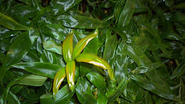Image de Davalliaceae