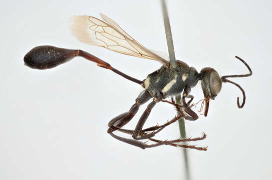 Image de Ammophila gracilis Lepeletier de Saint Fargeau 1845