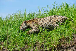 Image of Jaguar