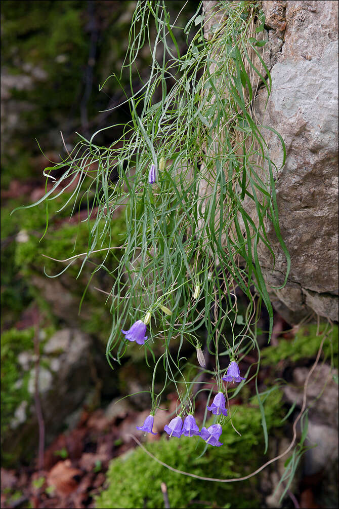 Image of Campanula carnica subsp. carnica