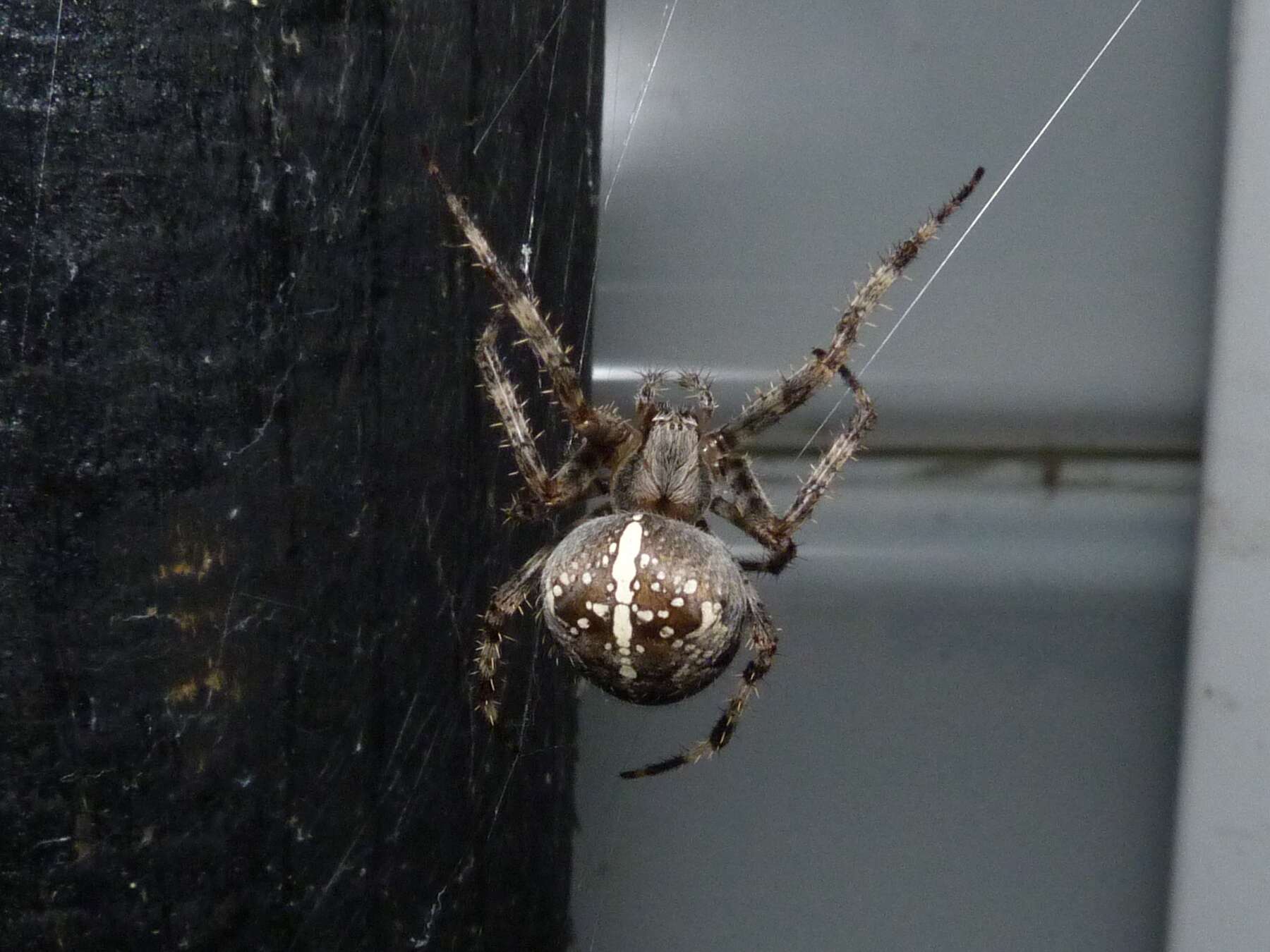 Image of Garden spider