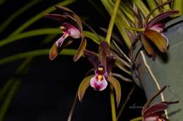 Cymbidium atropurpureum (Lindl.) Rolfe的圖片