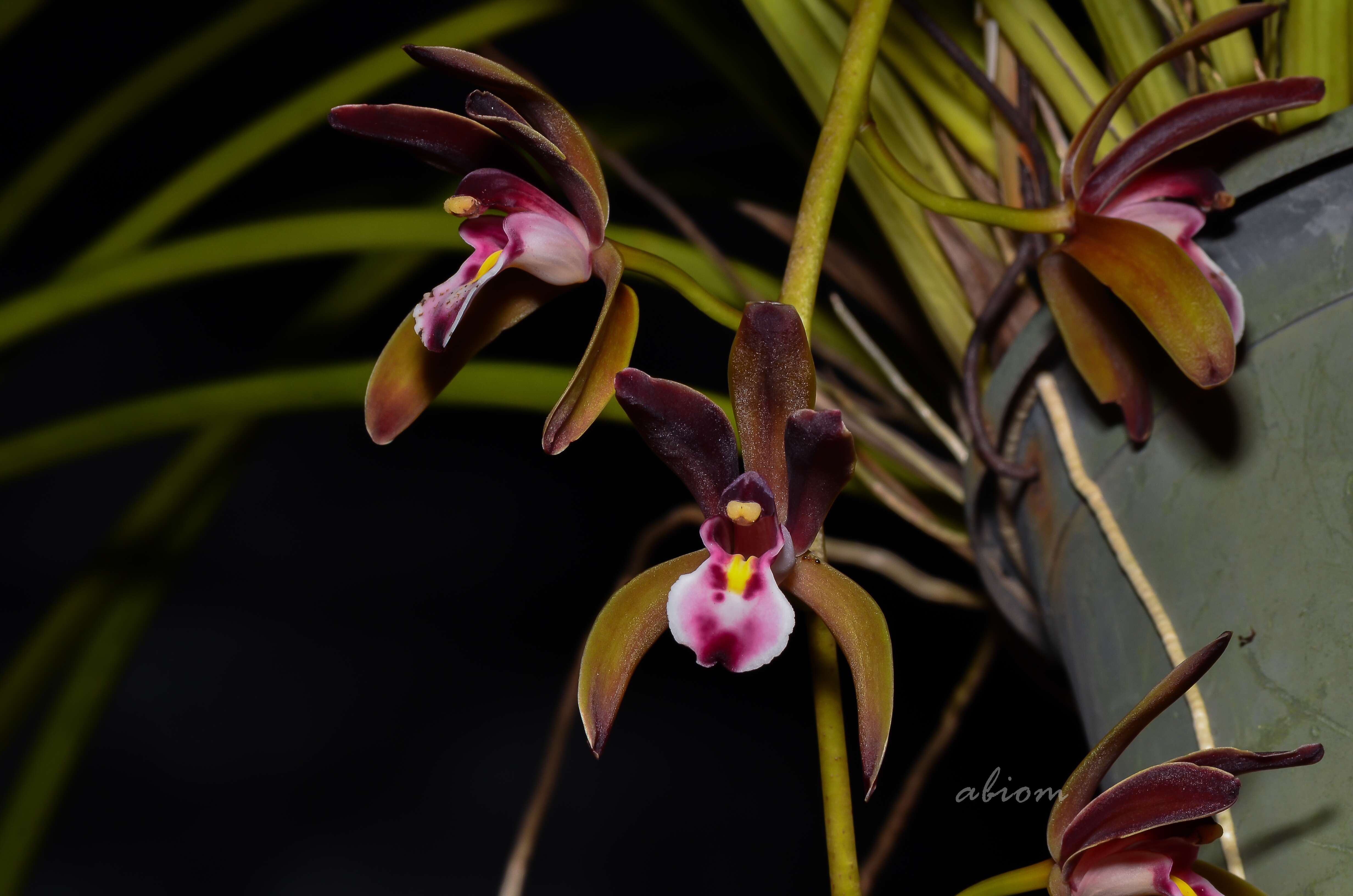 Image of Cymbidium atropurpureum (Lindl.) Rolfe