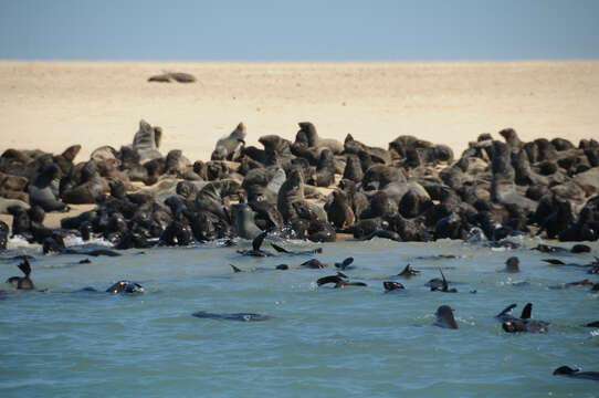 Image of Afro-Australian Fur Seal