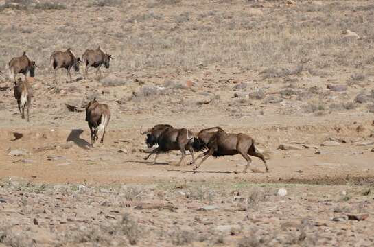 Image of Black Wildebeest