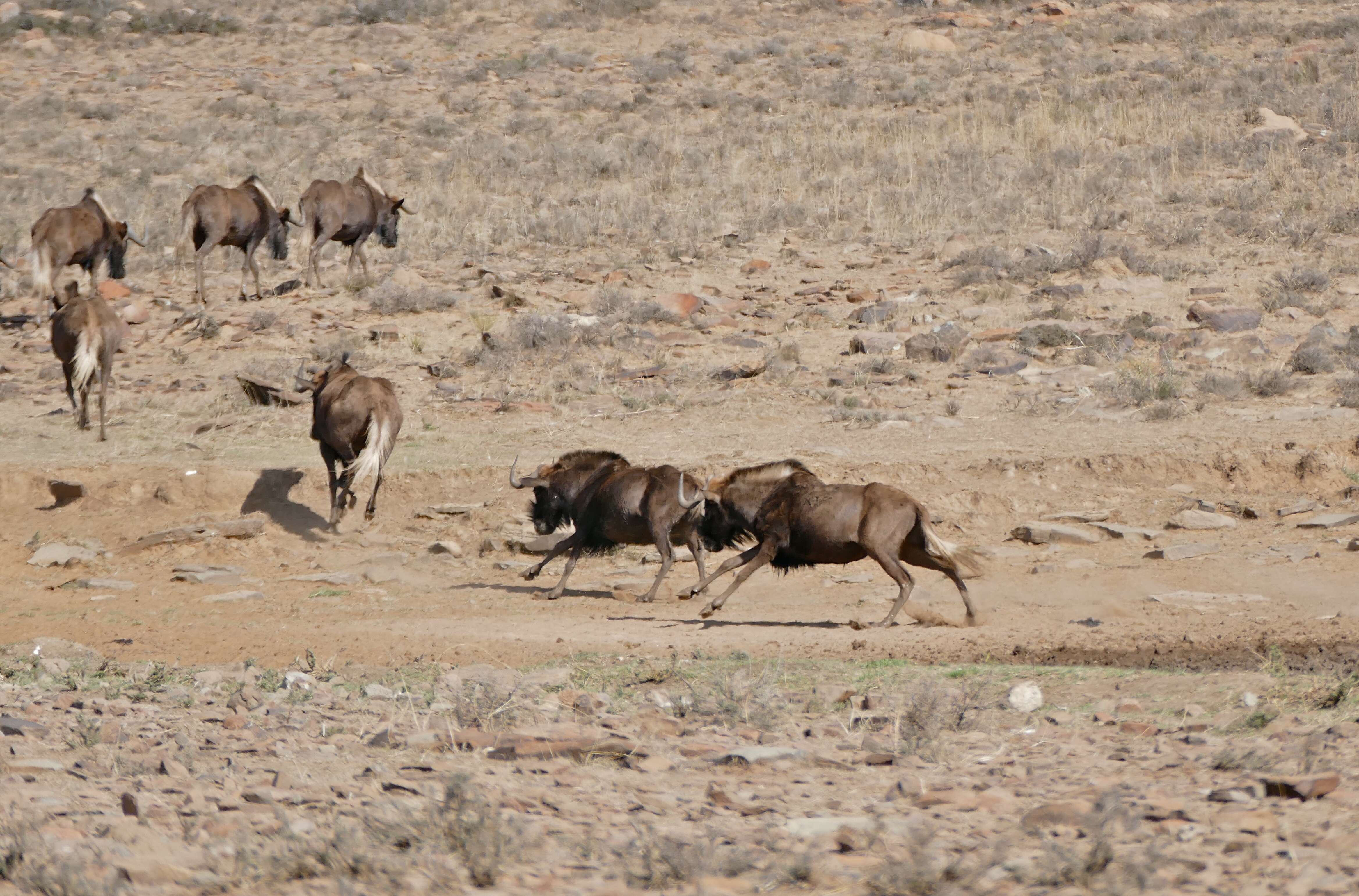 Image of wildebeest