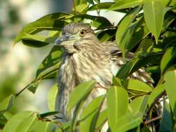 Image of Night Herons