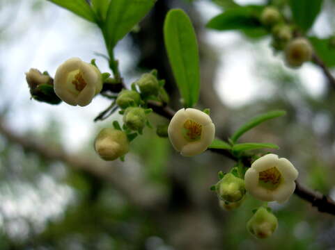 Sivun Diospyros texana Scheele kuva