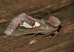 Image of Fruit-piercing Moths