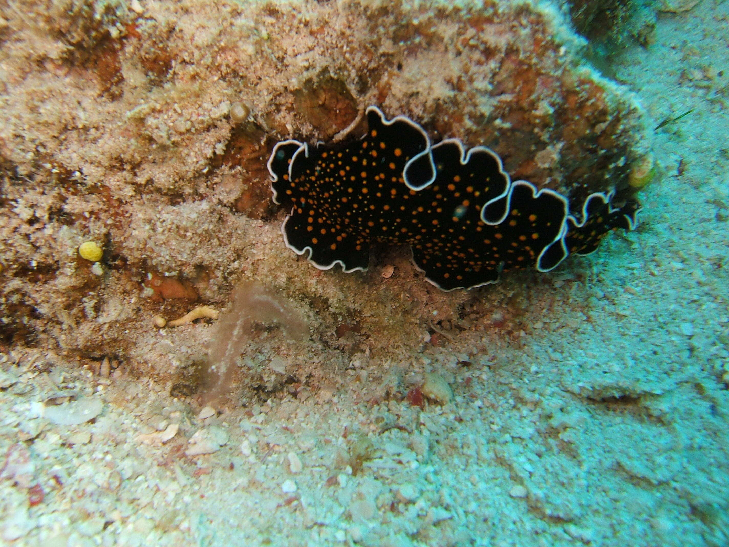 Image of Yellow papillae flatworm