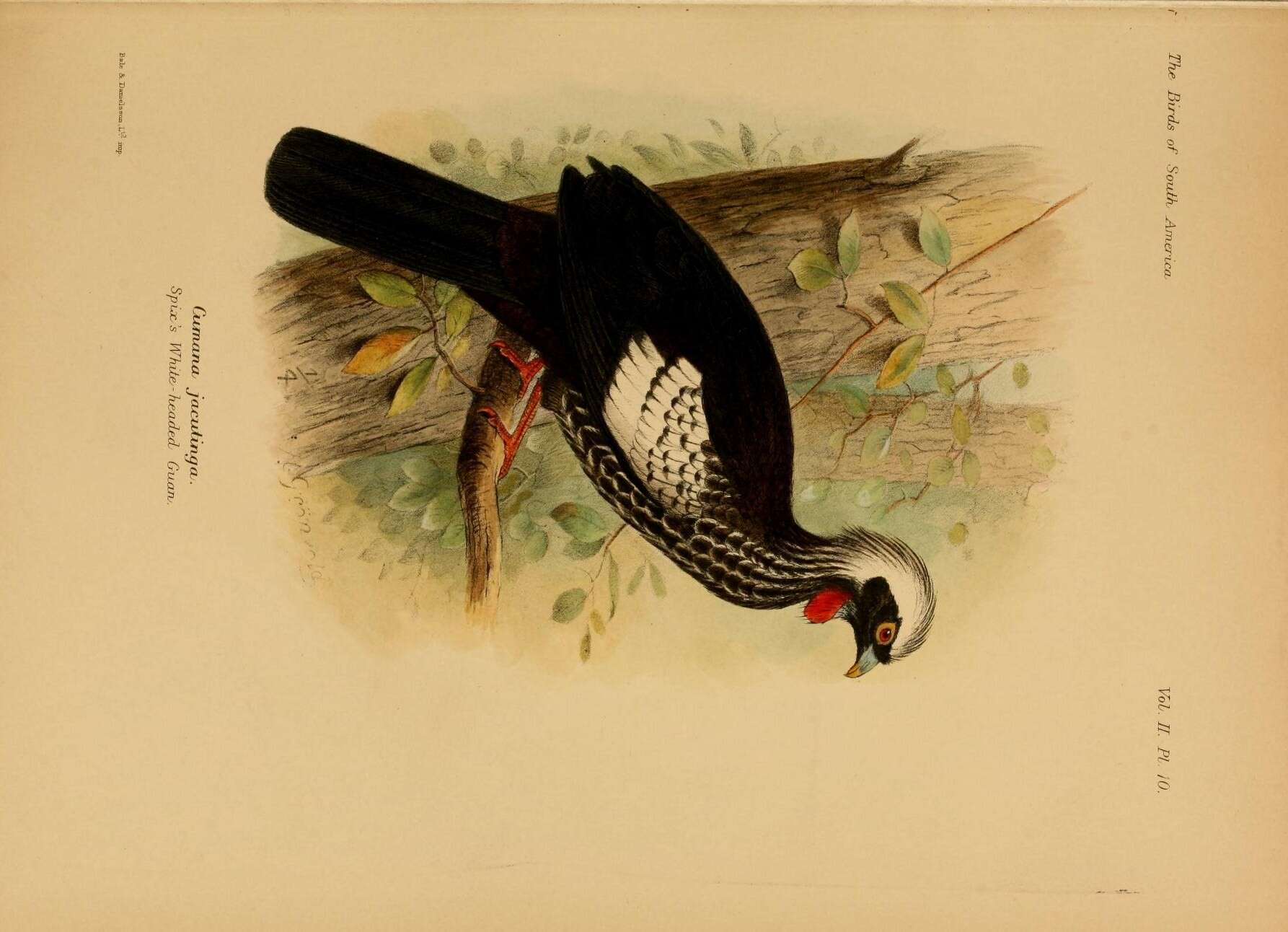 Image de Pipile Bonaparte 1856