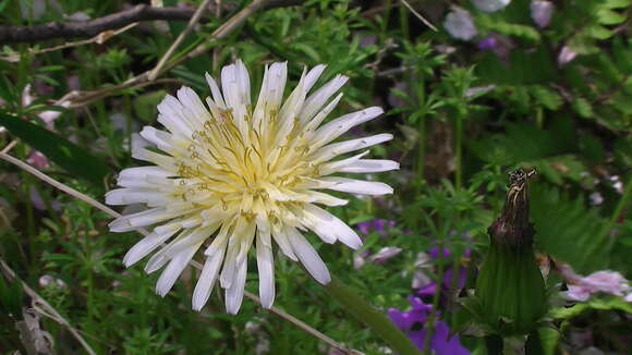 Image of Japanese dandelion