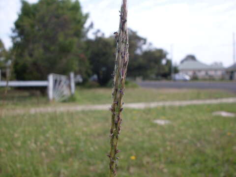 Imagem de Bothriochloa