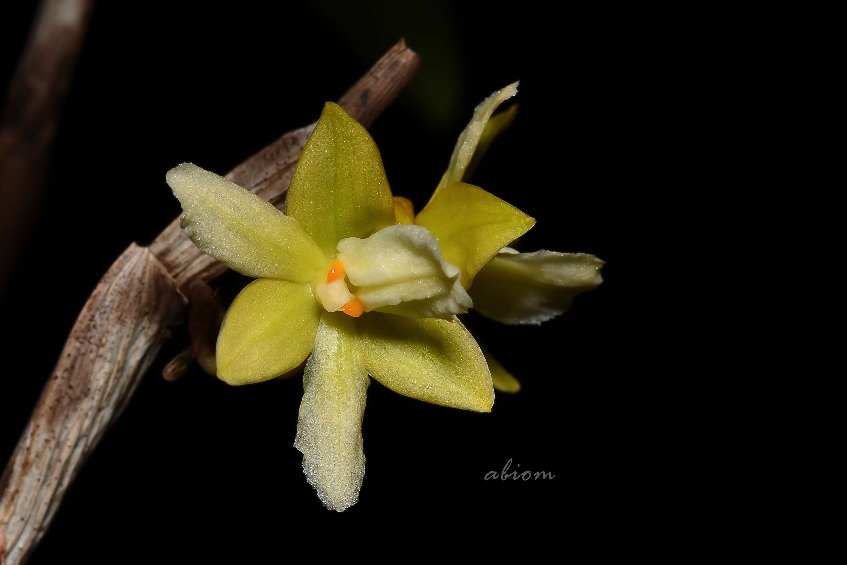 Imagem de Dendrobium derryi Ridl.