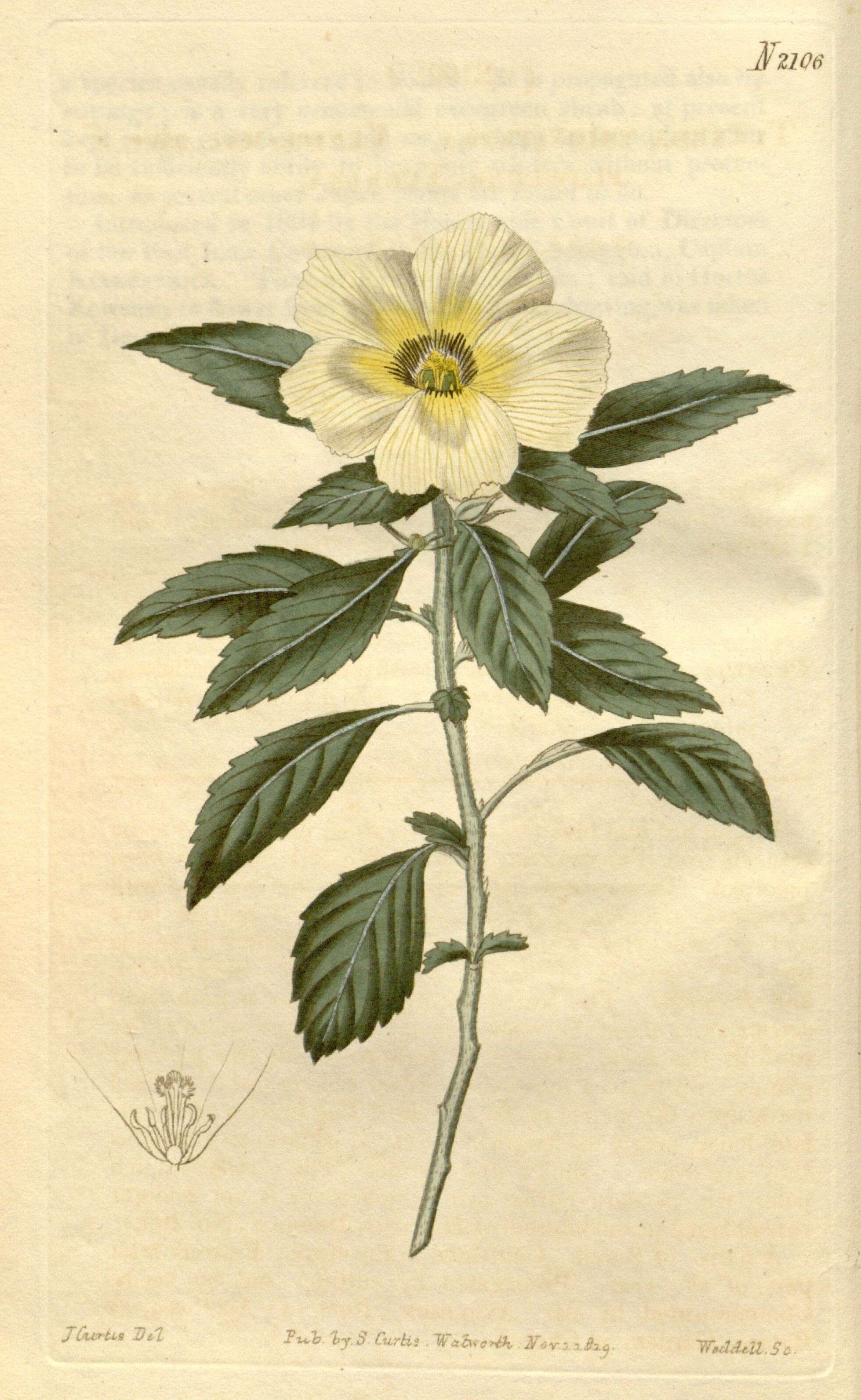 Sivun Turnera subulata J. E. Smith kuva