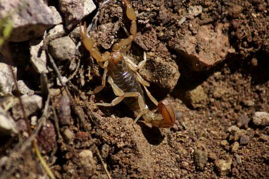 Plancia ëd Hadrurus arizonensis Ewing 1928