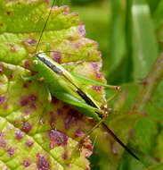 Image de Conocephalus (Anisoptera) fuscus (Fabricius 1793)