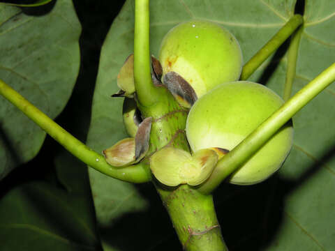 Image of Ficus nymphaeifolia Mill.